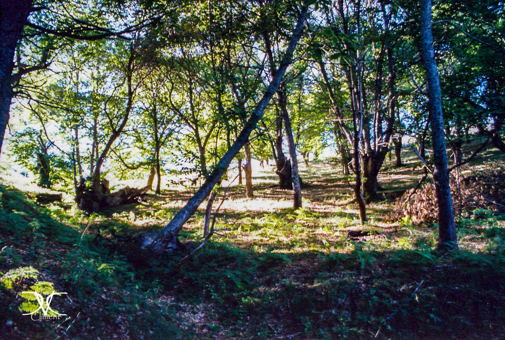 Galería